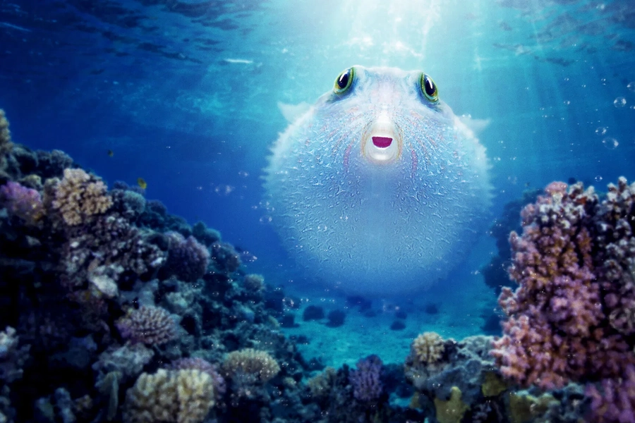 puff-wonders-of-the-reef