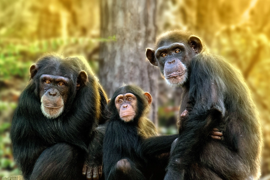 meet-the-chimps-on-disney