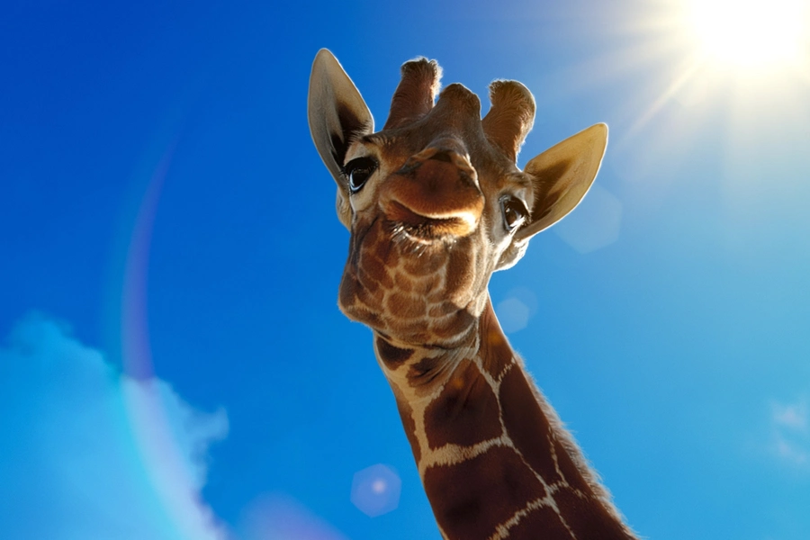 explore-earths-largest-creatures-in-big-beasts